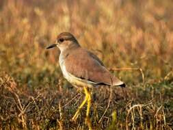 Image of White-tailed Lapwing