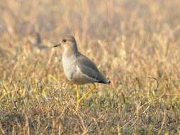 Image of White-tailed Lapwing