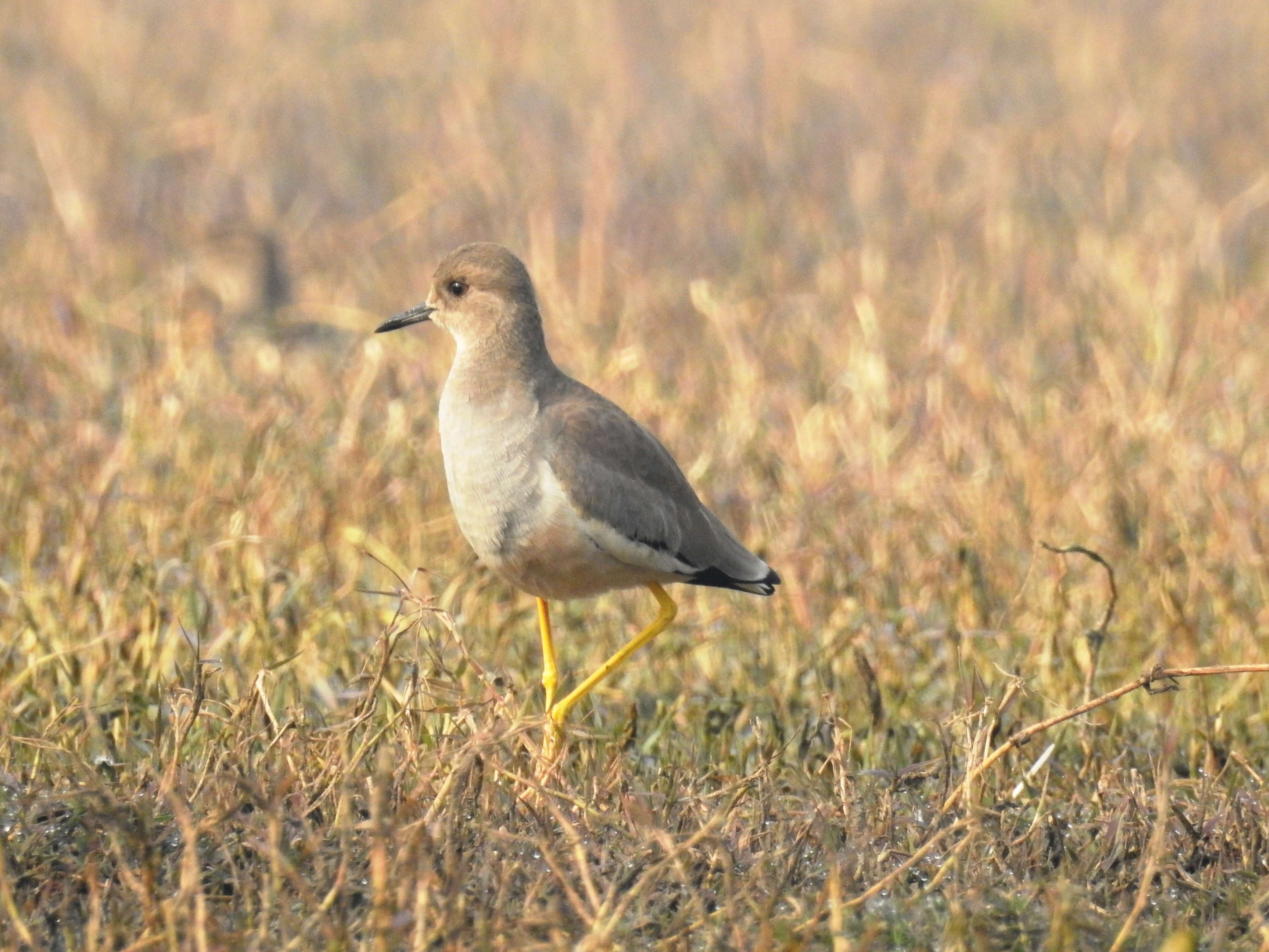 Image of White-tailed Lapwing