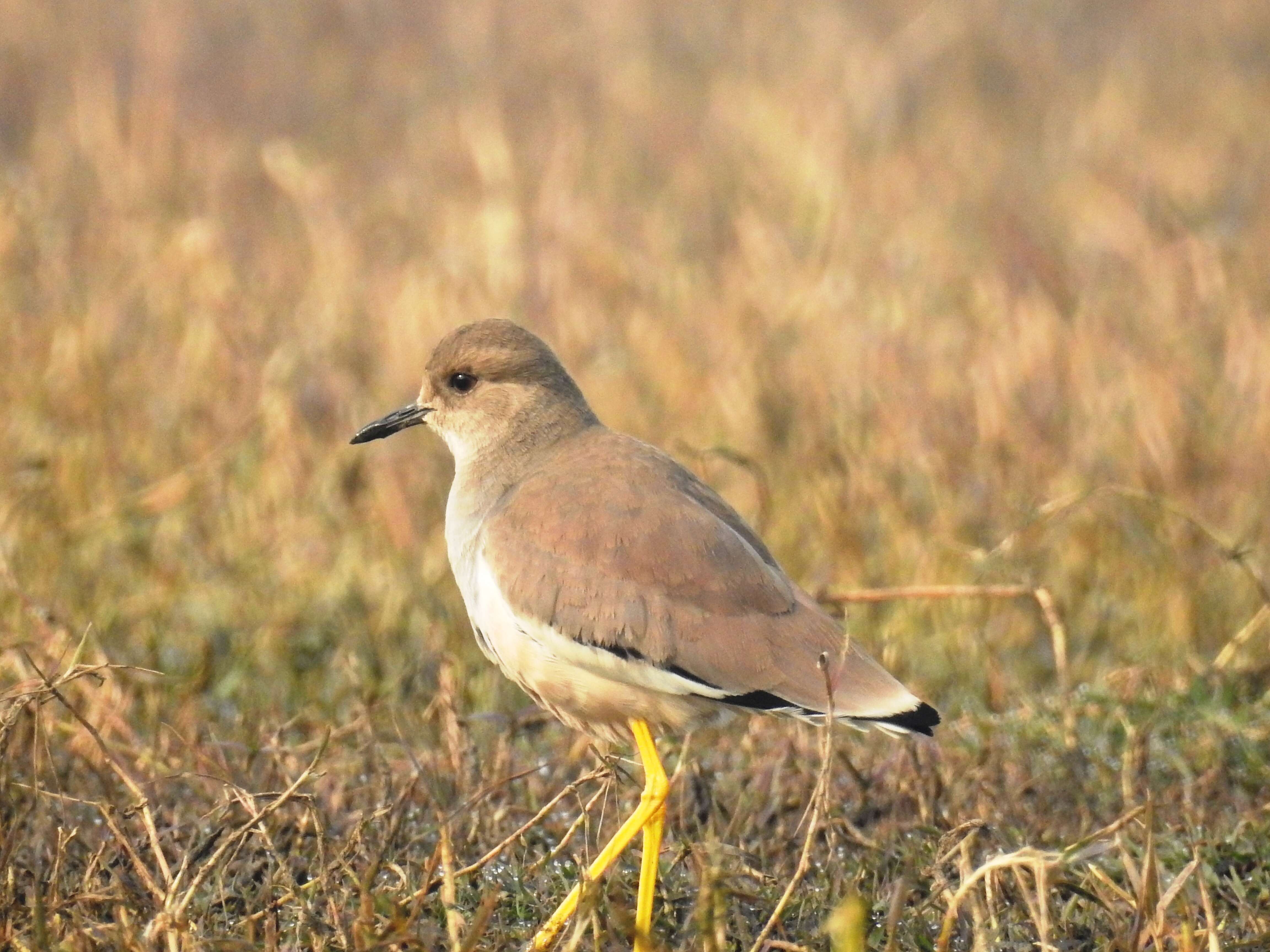 Image of White-tailed Lapwing