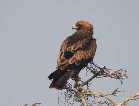 Image of Booted Eagle