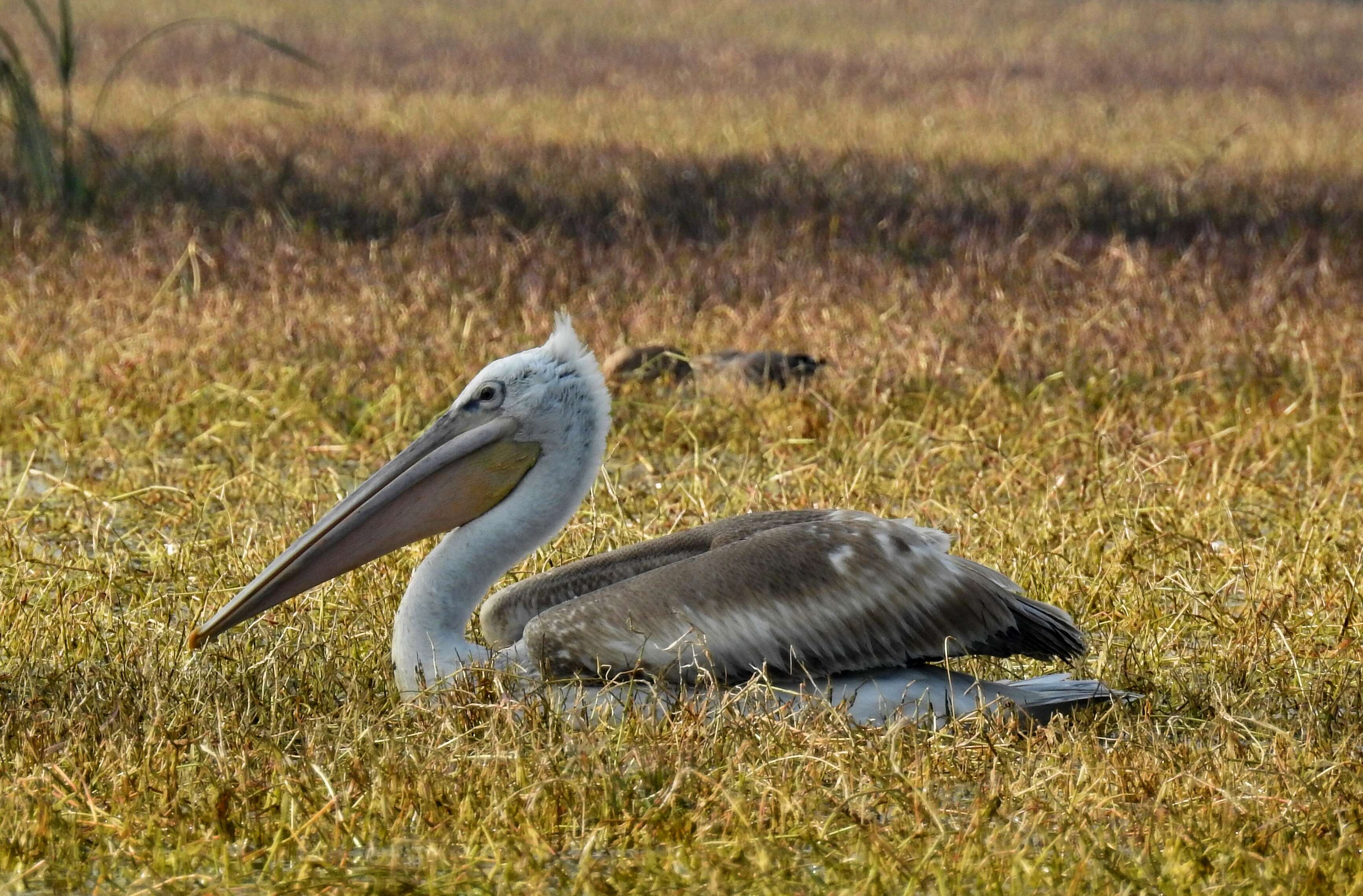 Image of Dalmatian Pelican