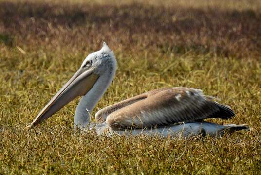 Image of Dalmatian Pelican