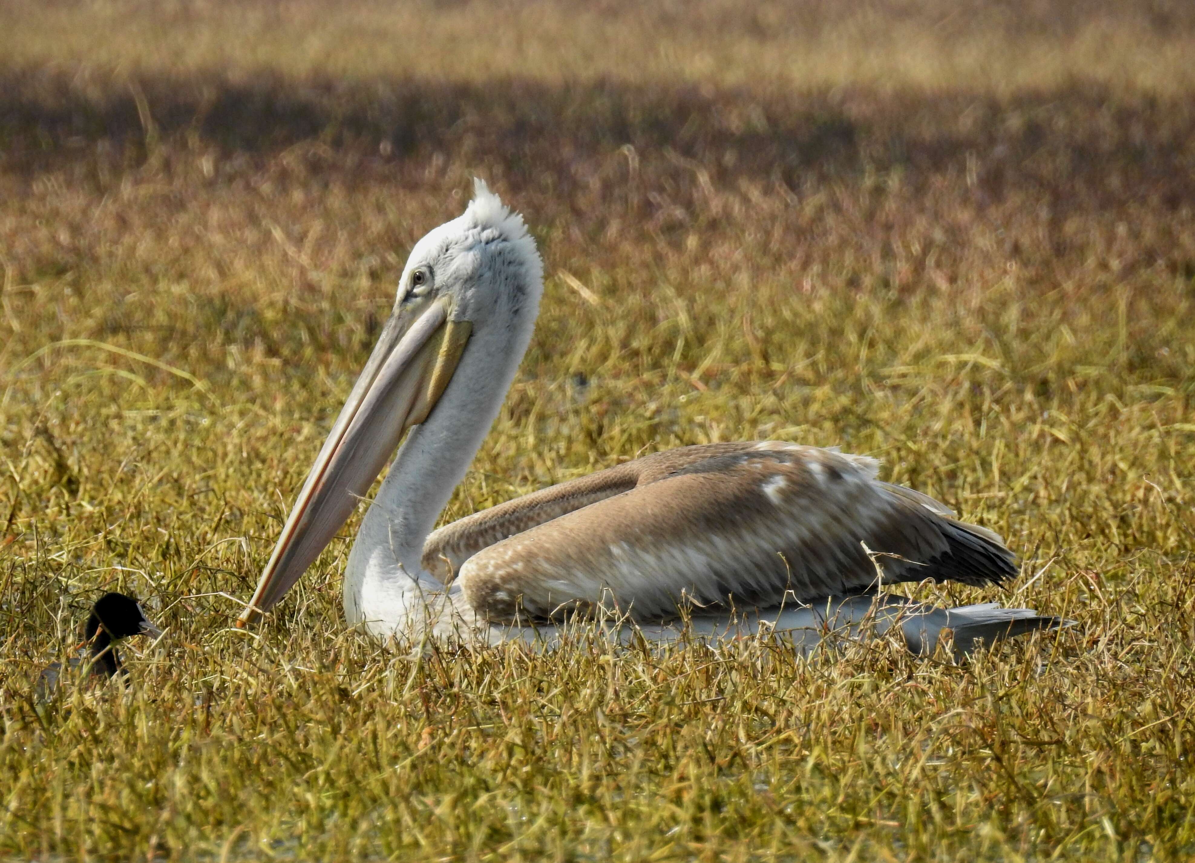 Image of Dalmatian Pelican