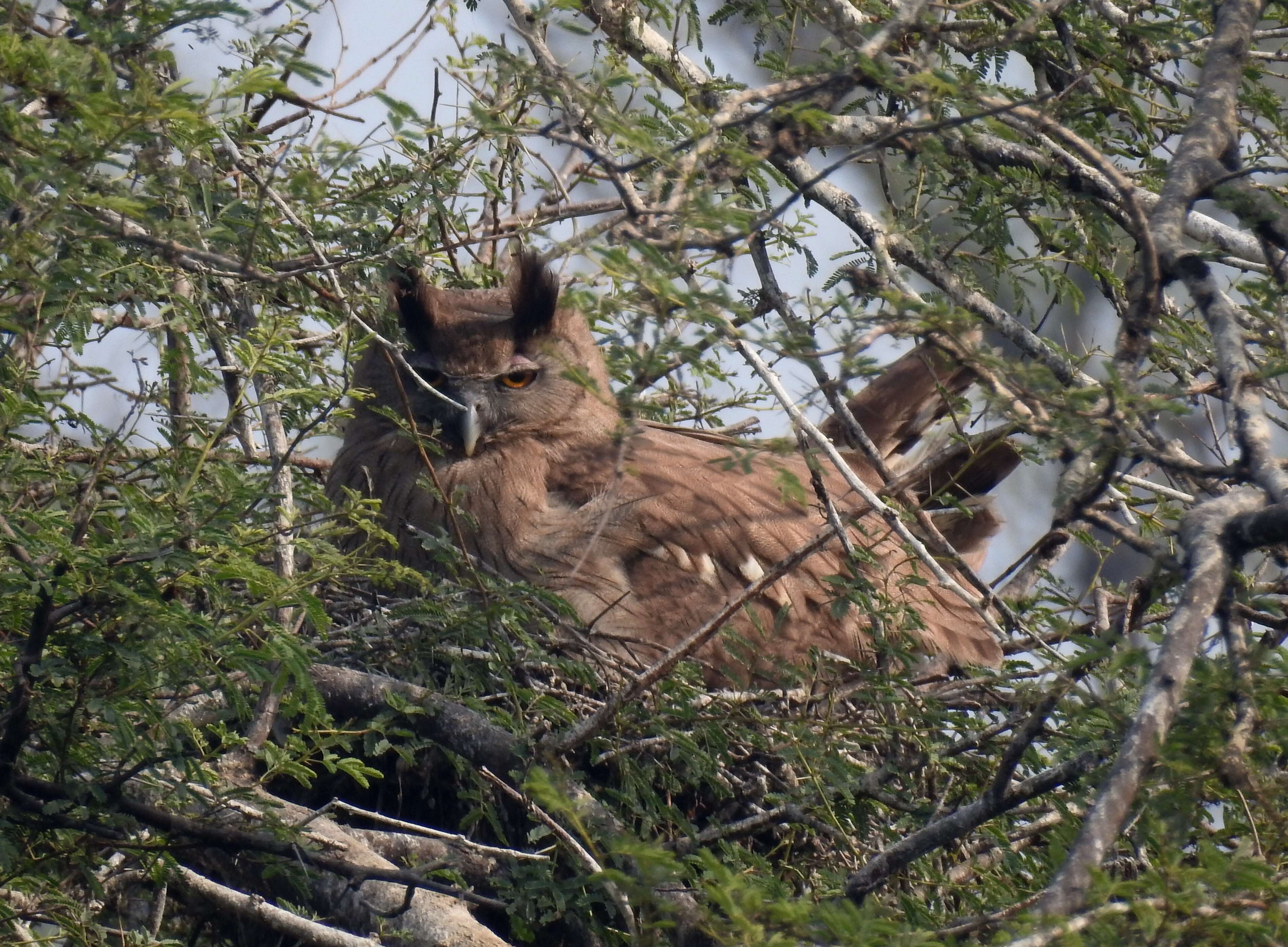 Image of Dusky Eagle-Owl