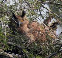 Image of Dusky Eagle-Owl