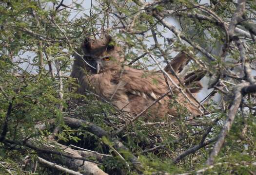 Image of Dusky Eagle-Owl