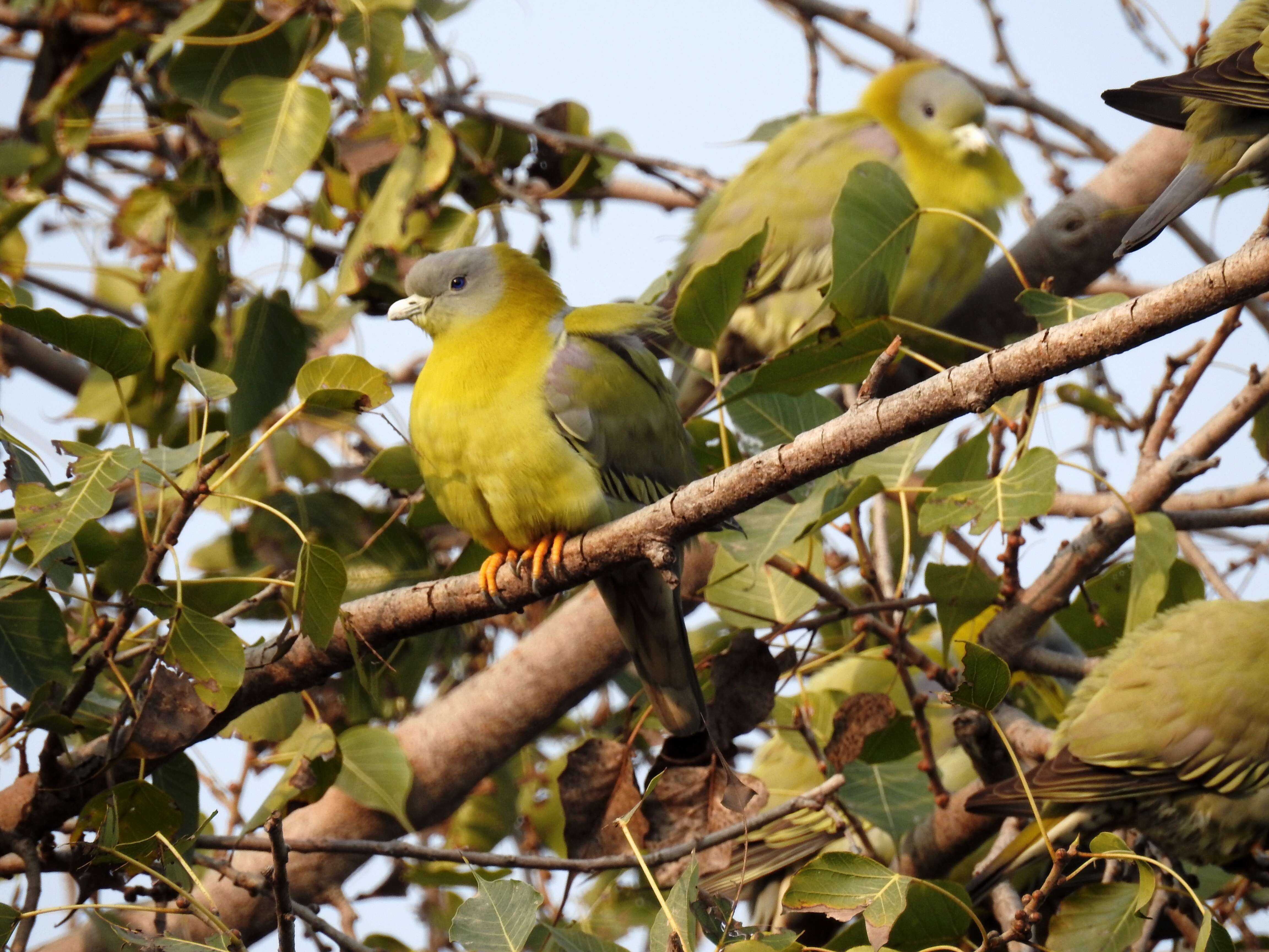 Image of Yellow-footed Green Pigeon