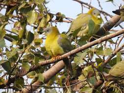 Слика од Treron phoenicopterus (Latham 1790)