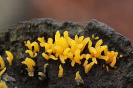 Imagem de Calocera cornea (Batsch) Fr. 1827