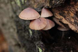 Image of Mycena haematopus (Pers.) P. Kumm. 1871