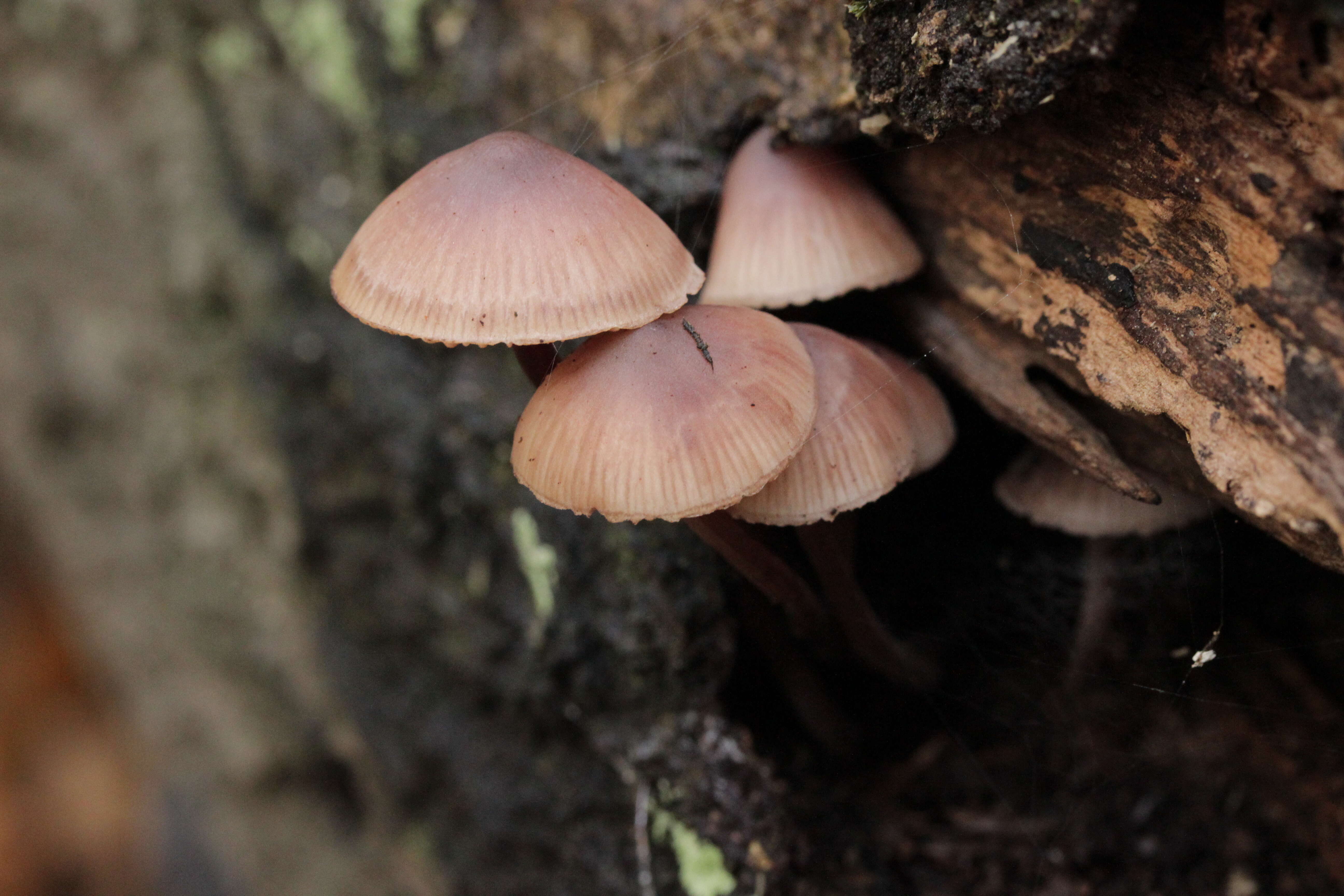 Image of Mycena haematopus (Pers.) P. Kumm. 1871