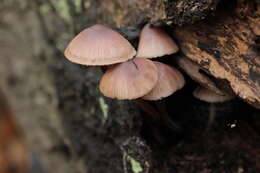 Image of Mycena haematopus (Pers.) P. Kumm. 1871