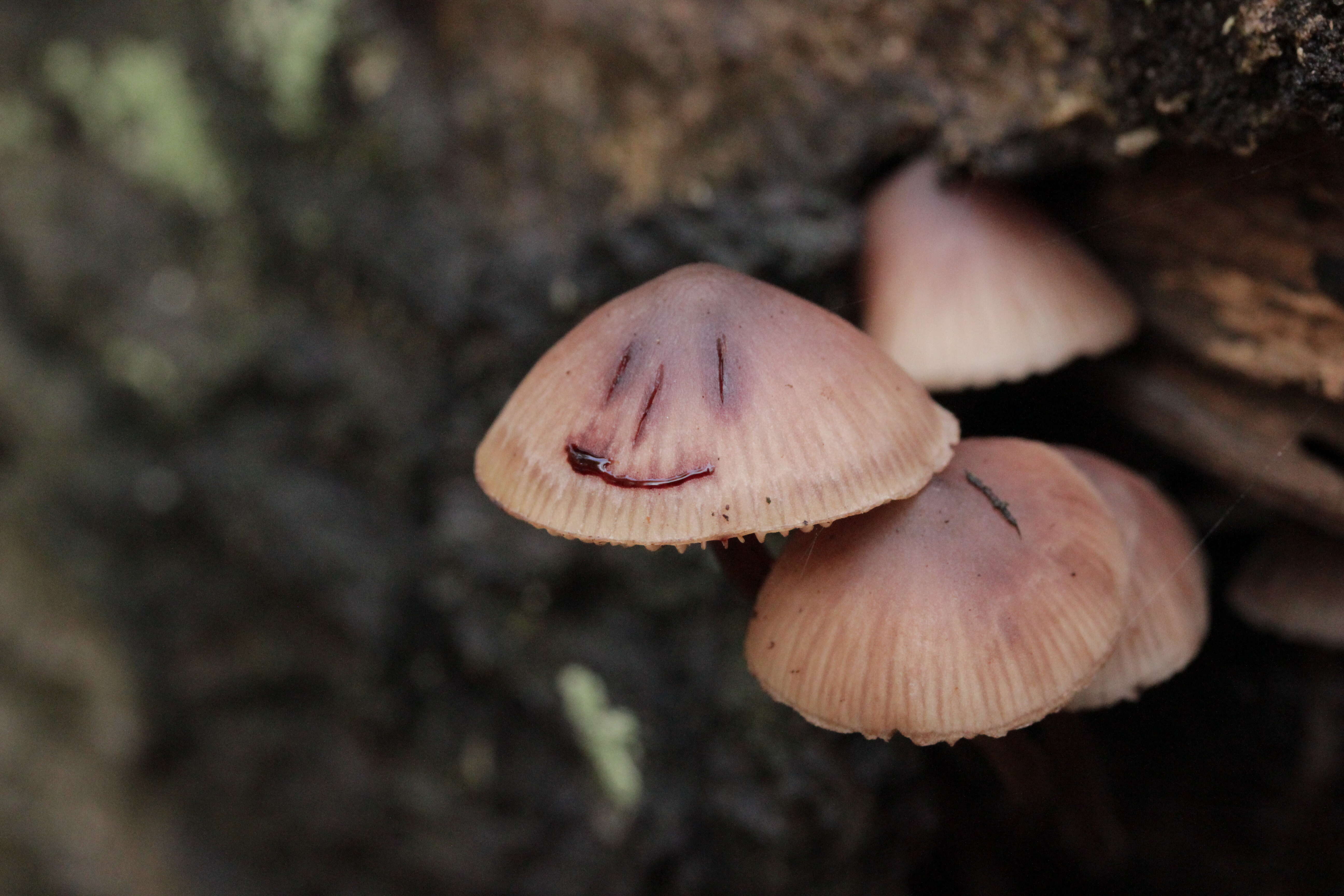 Image of Mycena haematopus (Pers.) P. Kumm. 1871