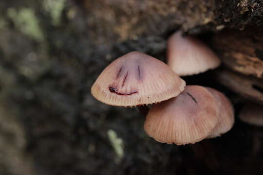 Image of Mycena haematopus (Pers.) P. Kumm. 1871