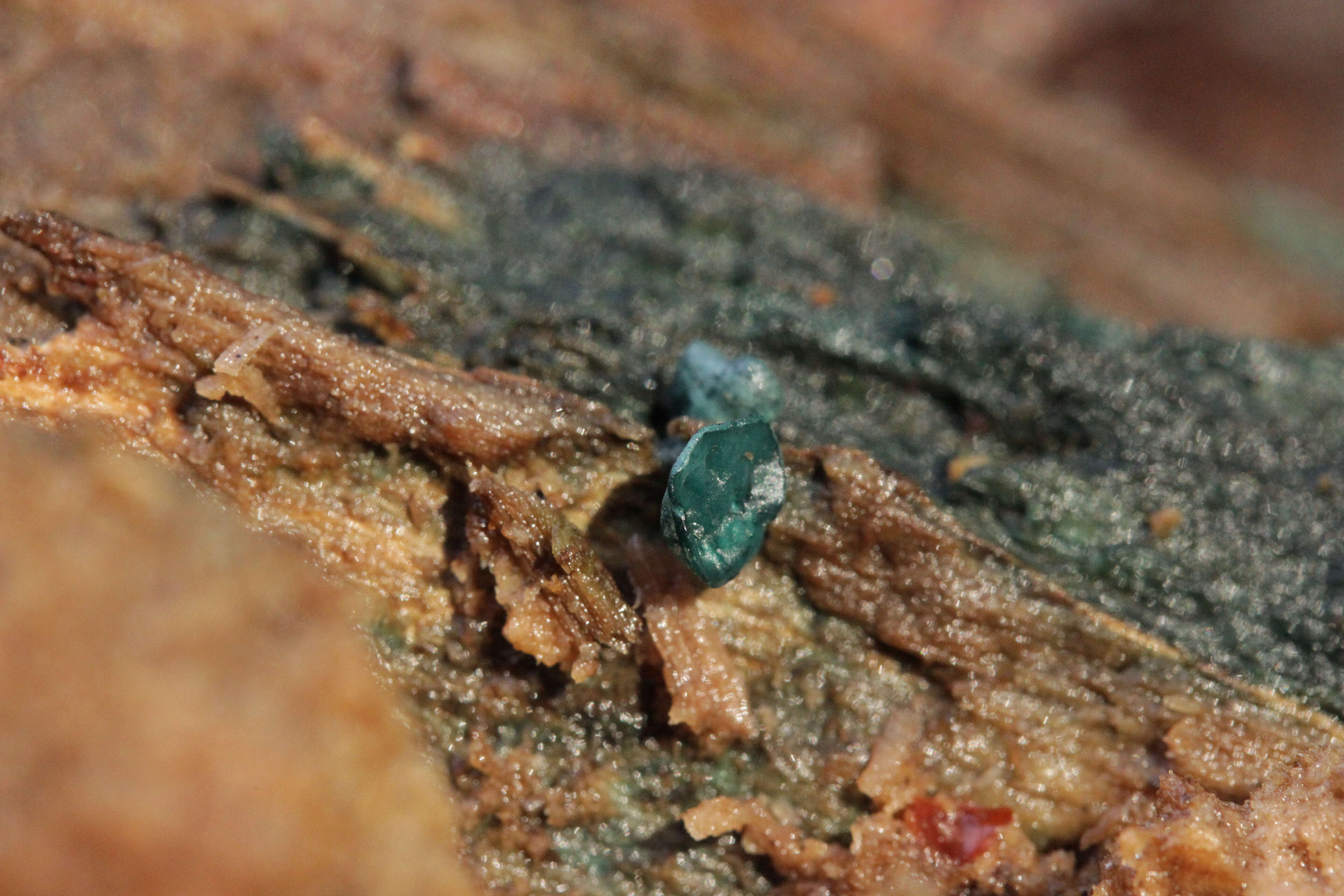 Image of Chlorociboria aeruginascens (Nyl.) Kanouse ex C. S. Ramamurthi, Korf & L. R. Batra 1958