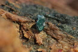 Image of Chlorociboria aeruginascens (Nyl.) Kanouse ex C. S. Ramamurthi, Korf & L. R. Batra 1958