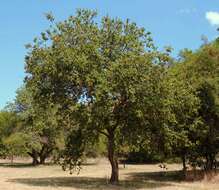 Imagem de Dombeya rotundifolia (Hochst.) Planch.