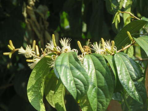 Image of Alangium salviifolium (L. fil.) Wangerin