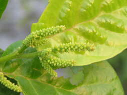 Image of Antidesma ghaesembilla Gaertn.
