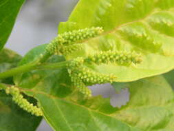Image of Antidesma ghaesembilla Gaertn.