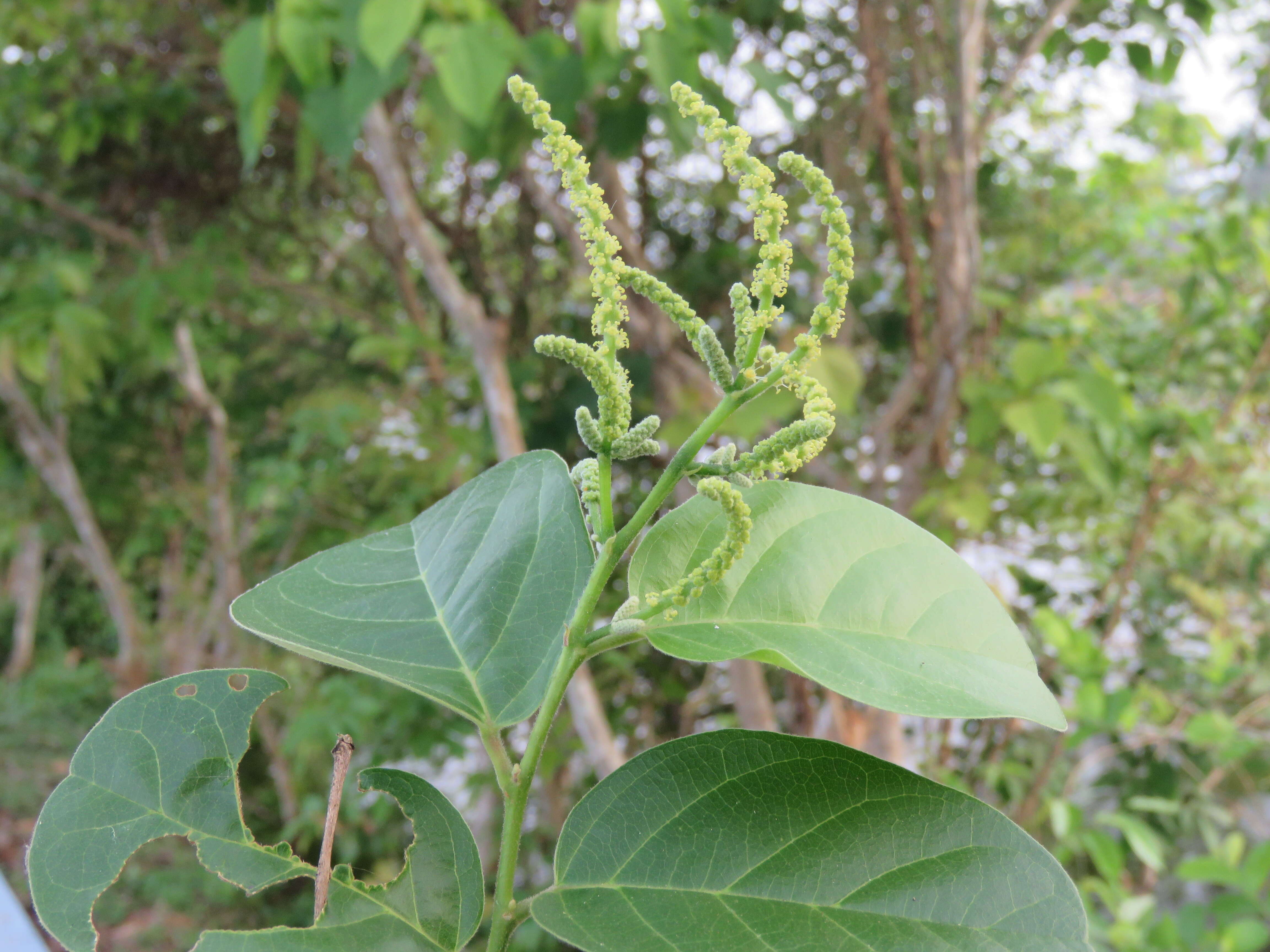 Image of Antidesma ghaesembilla Gaertn.