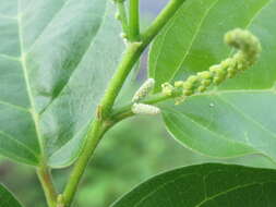 Image of Antidesma ghaesembilla Gaertn.