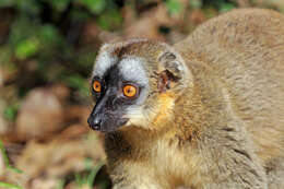 Image of brown lemur