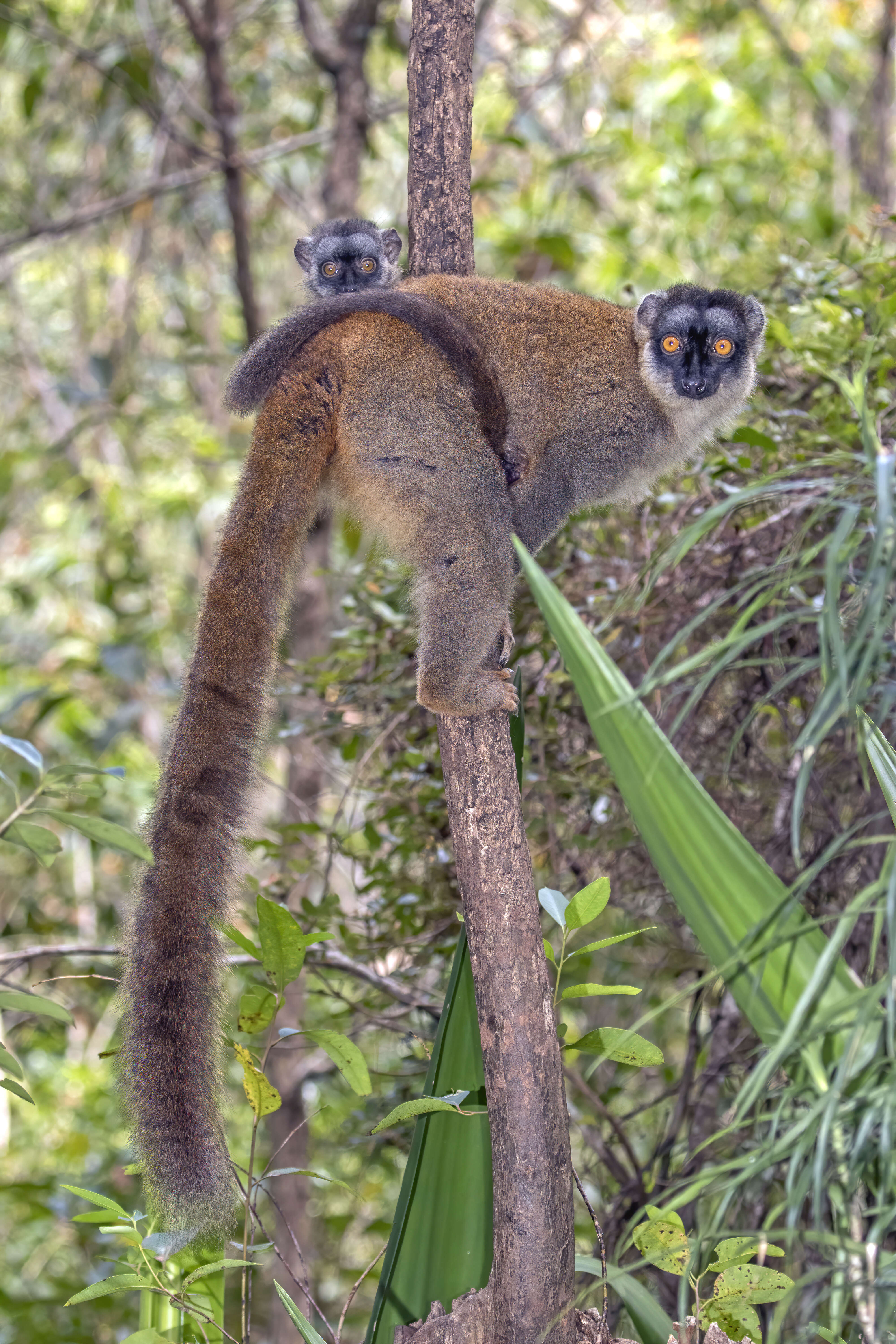 Image of brown lemur