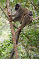 Image of brown lemur