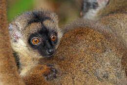 Image of brown lemur