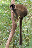 Image of brown lemur