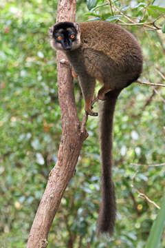 Слика од Eulemur fulvus (É. Geoffroy Saint-Hilaire 1796)