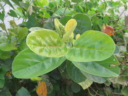 Image of Antidesma ghaesembilla Gaertn.