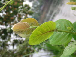 Image of Antidesma ghaesembilla Gaertn.