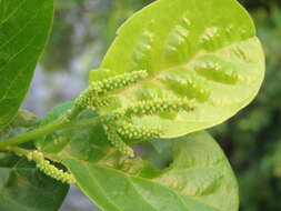 Image of Antidesma ghaesembilla Gaertn.