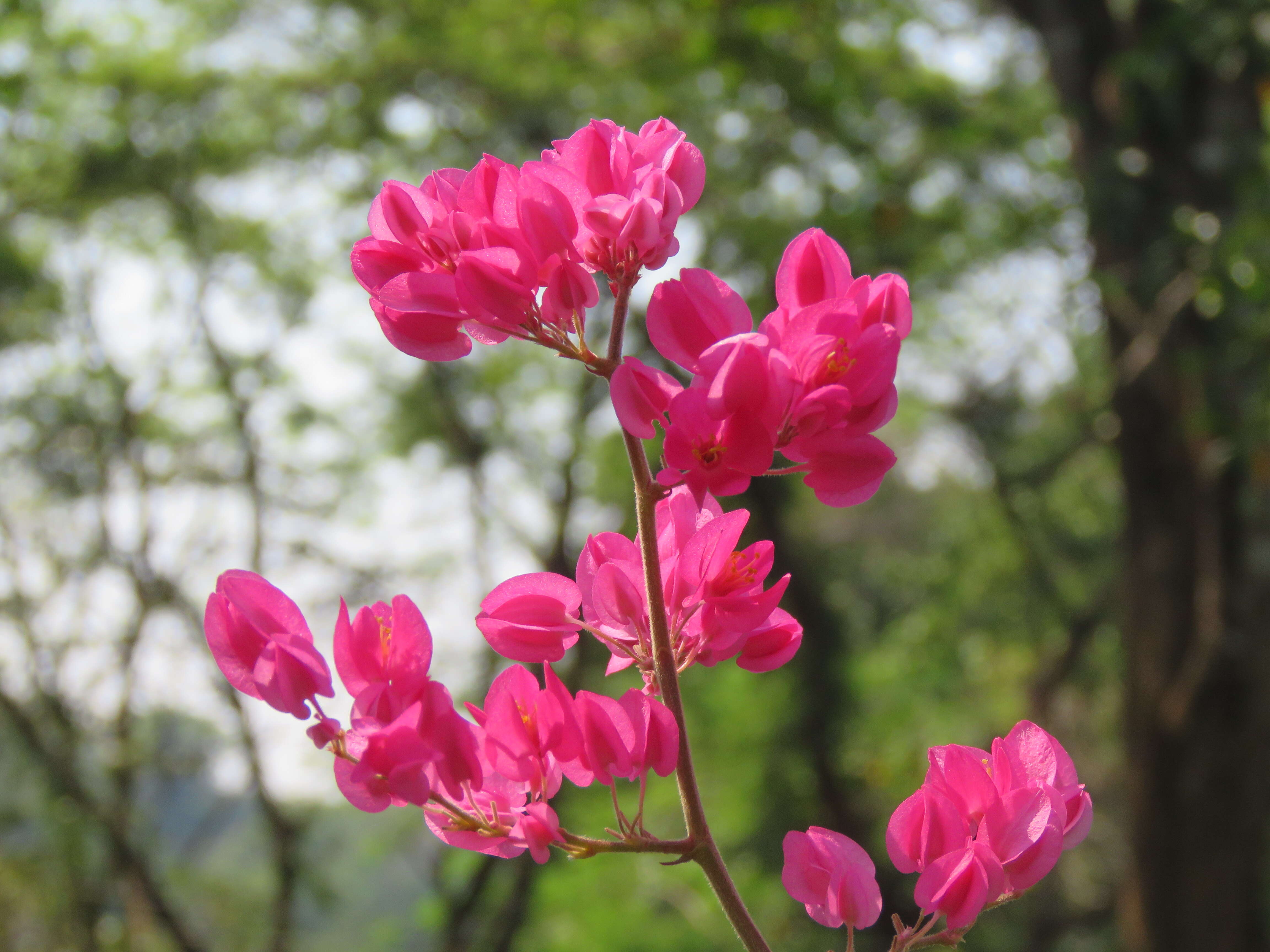 Image of antigonon