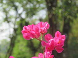 Image of antigonon