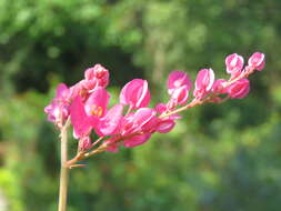 Image of antigonon