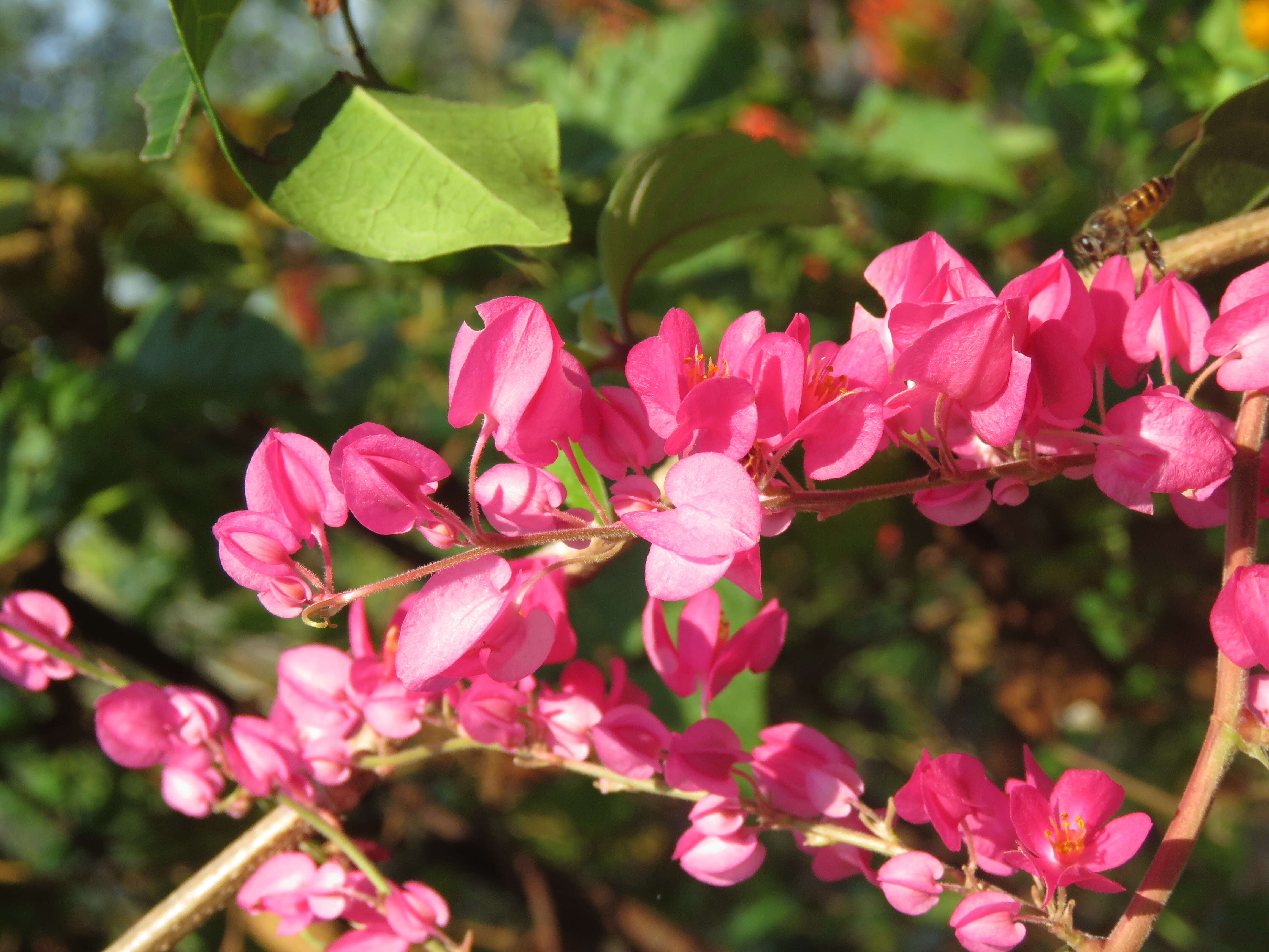 Image of antigonon