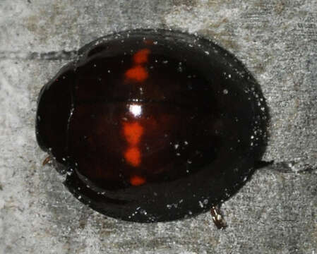 Image of heather ladybird