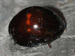 Image of heather ladybird