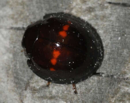 Image of heather ladybird