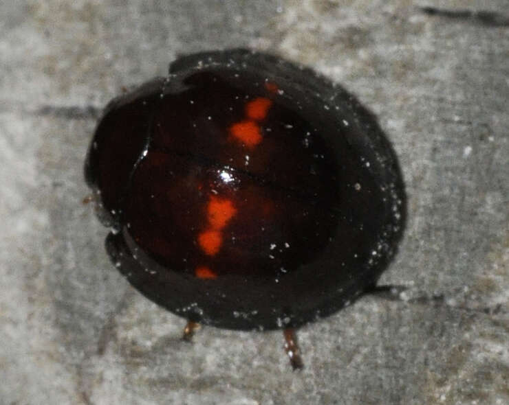 Image of heather ladybird