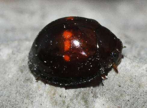 Image of heather ladybird