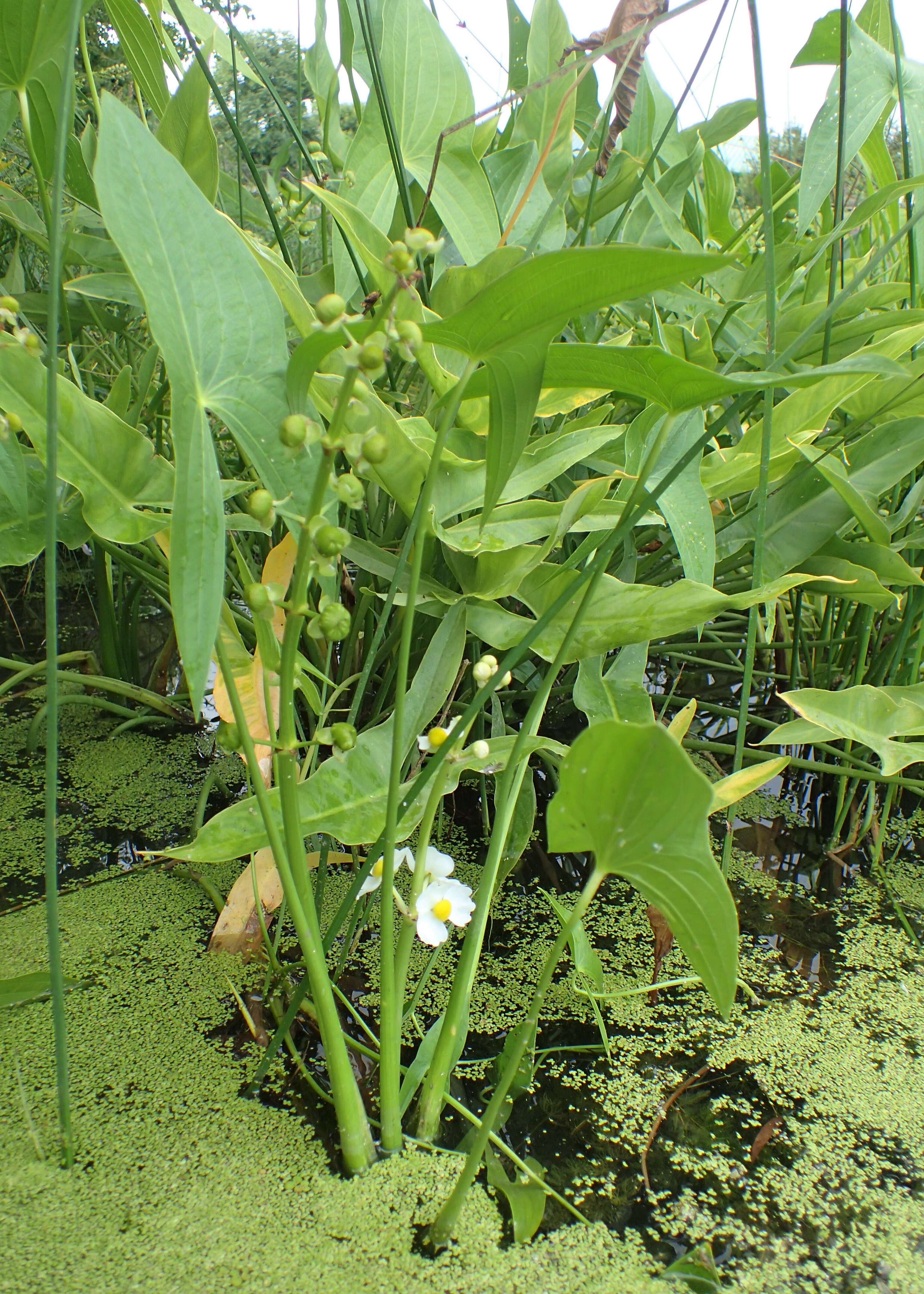 Sagittaria latifolia Willd. resmi