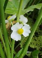 Sagittaria latifolia Willd. resmi