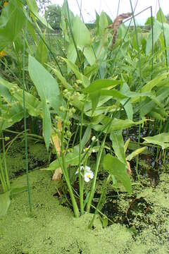 Sagittaria latifolia Willd. resmi