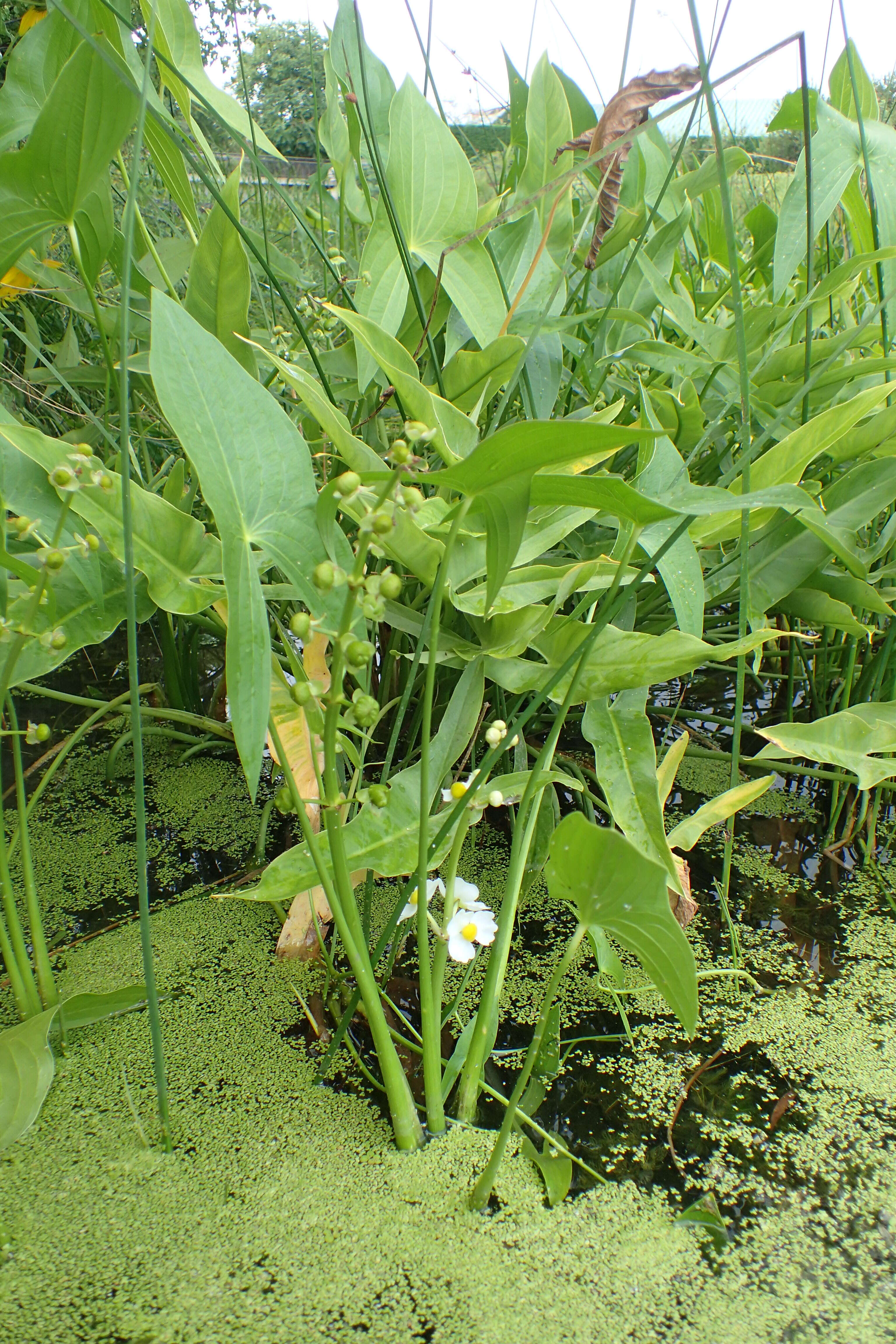 Sagittaria latifolia Willd. resmi