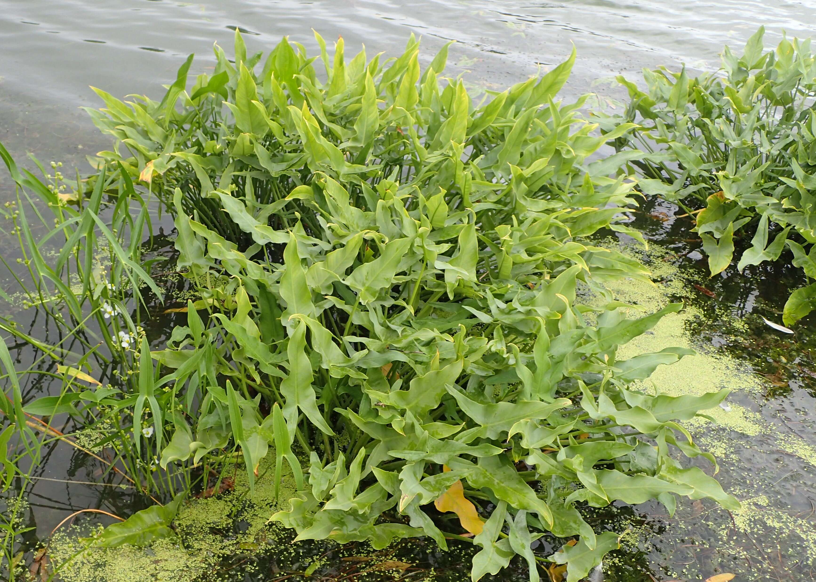 Sagittaria latifolia Willd. resmi